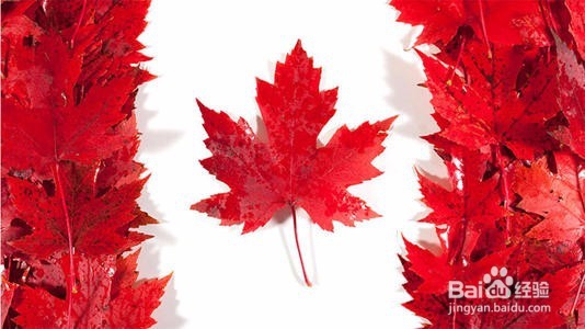 多伦多生子流程解读