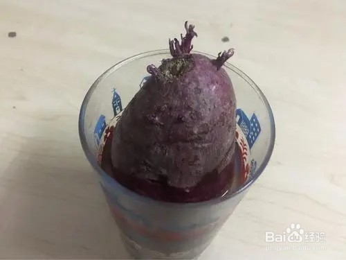 红薯怎么水培发芽