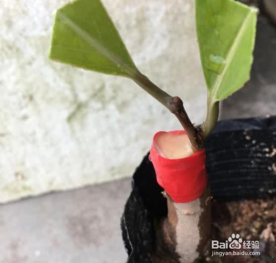 茶花的嫁接方法图解
