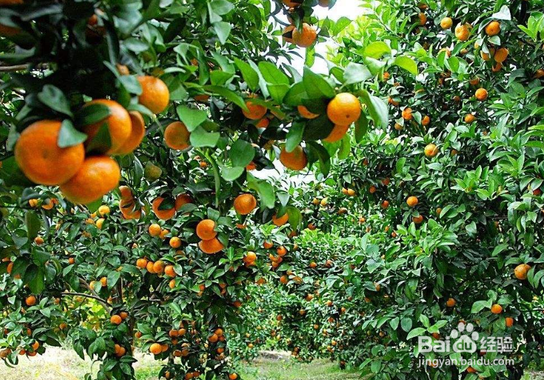 用鲜橘皮泡茶能养生？真的是这样吗？