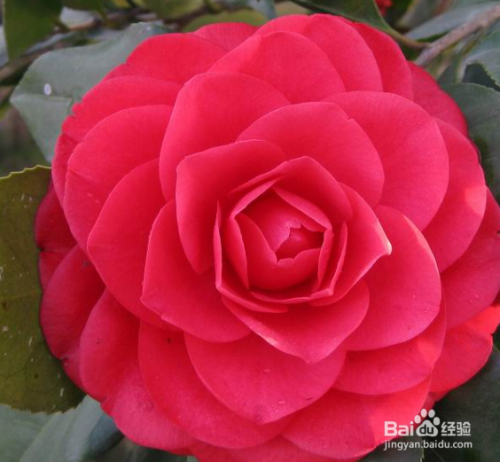 怎样分辨茶花品种 百度经验 怎样分辨茶花品种 百度经验