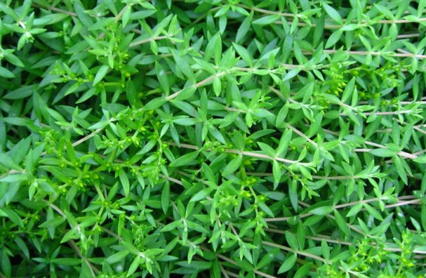 正常人可以吃垂盆草吗