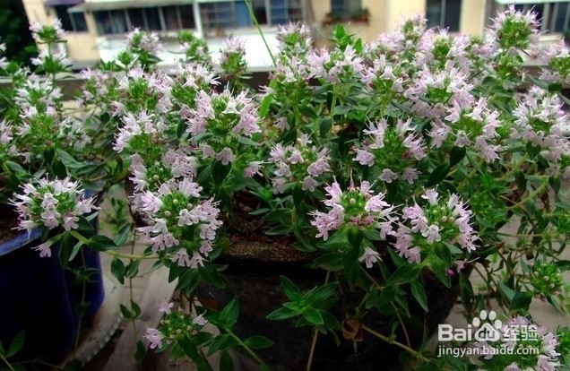介绍几款驱蚊花草的用途