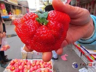 草莓应该怎样清洗？