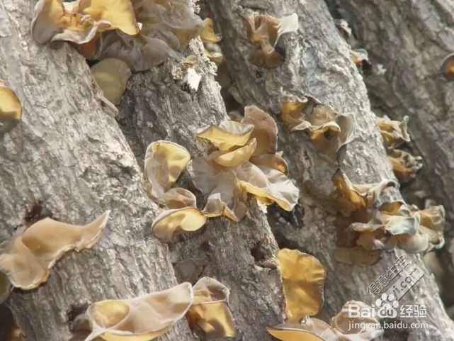 我们一定要吃的排毒冠军、素中之荤