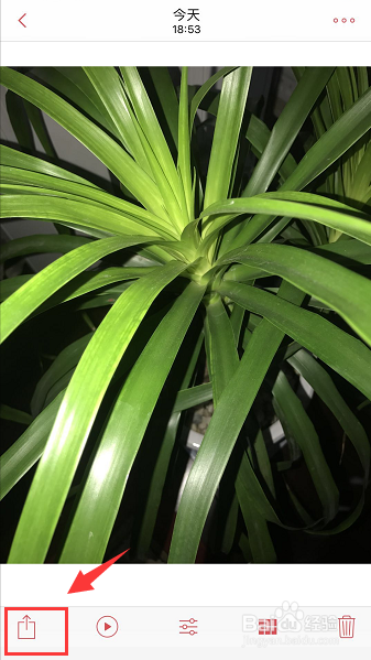 苹果live怎么发给别人