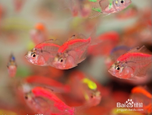 观赏鱼的养殖