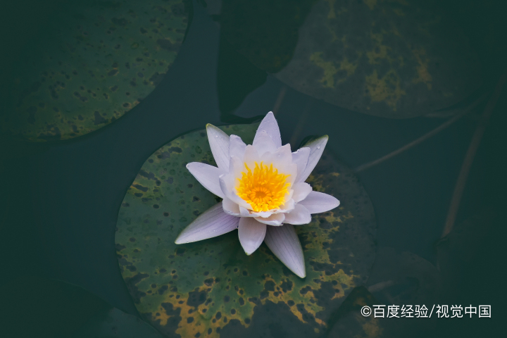 水培睡莲怎么栽种和管理