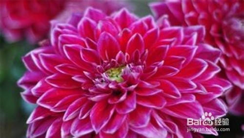 常服菊花增年寿