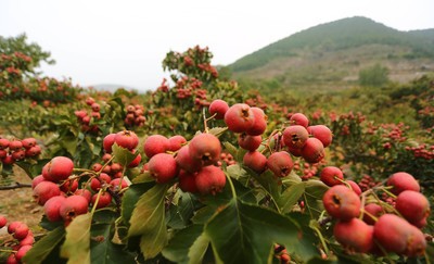 春节过后如何去油脂