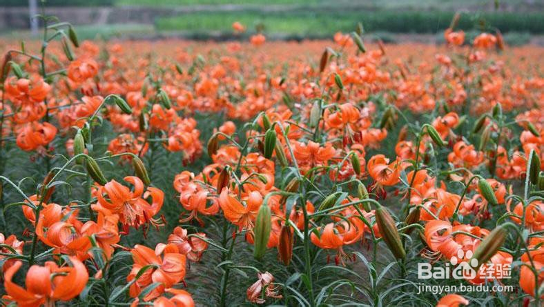 百合花能吃吗