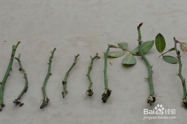 月季如何保证扦插的成活率呢？