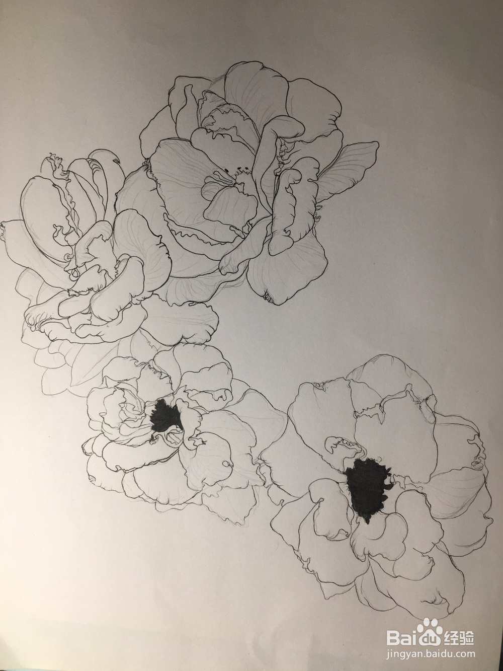 月季花的画法 月季简笔画 三朵月季的线描画教程