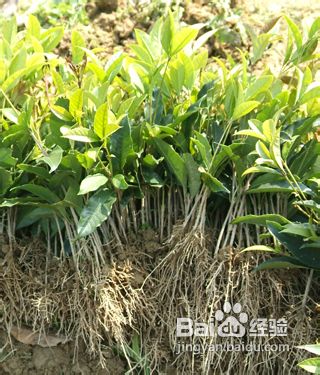 如何找到最好的桂花苗?