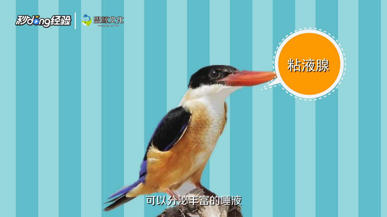 燕窝是怎么形成的