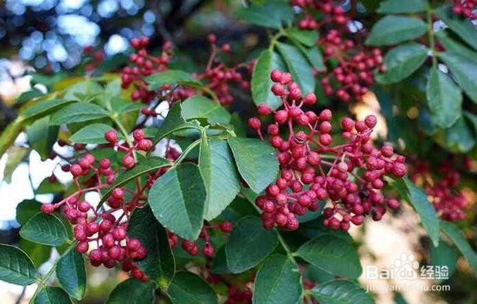 花椒树种植方法