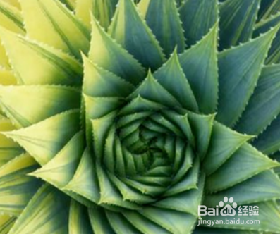 如何种植养护芦荟