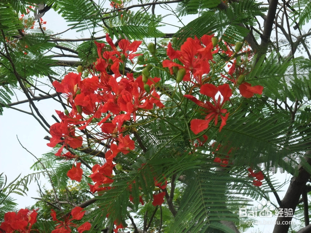 肺气肿的并发症有哪些