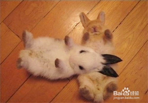 <b>如何从宠物兔的行为识别它的情绪</b>