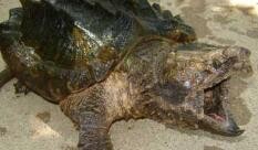 鳄龟养大怎么办