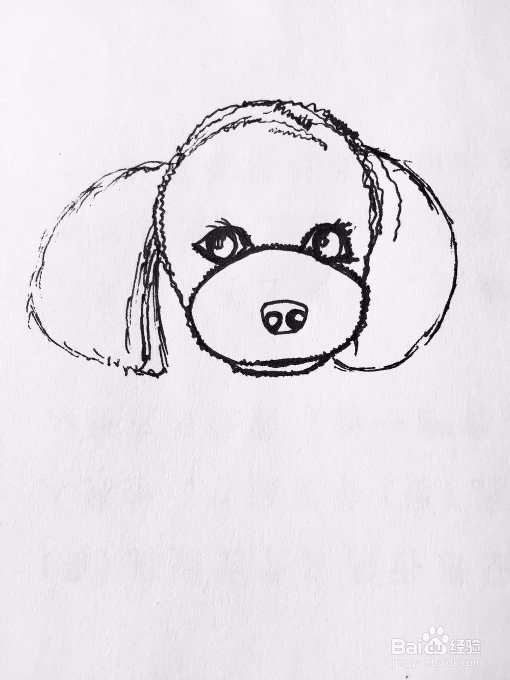 茉莉手绘之萌宠泰迪