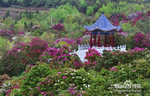 贵州百里杜鹃住宿攻略