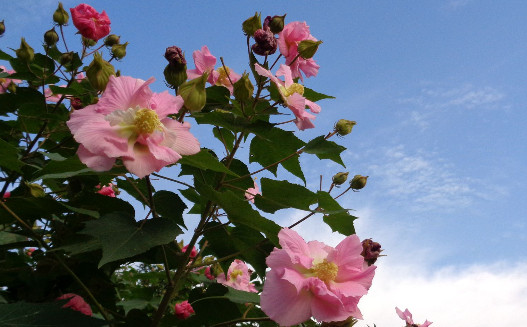 木芙蓉花的香味、颜色、形状各是什么