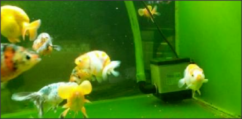 我的鱼缸里面老是长绿苔怎么办