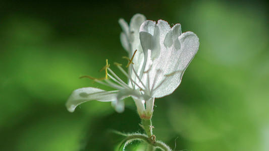 忍冬花象征着哪一类人