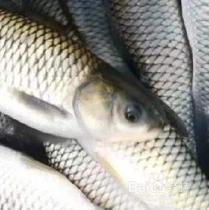 夏天吃什么鱼比较好