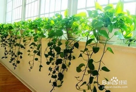 什么植物能净化装修污染