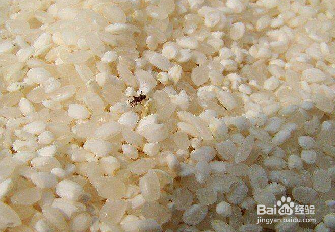 米放久了长虫怎么办