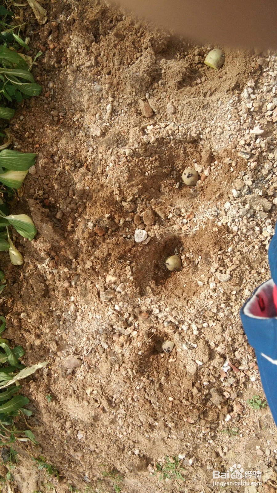 怎样育土豆种和种好土豆?