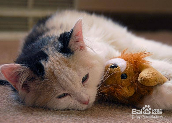 猫咪手术后伤口不愈合怎么办