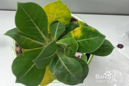 玫瑰花黄叶的原因是什么呢