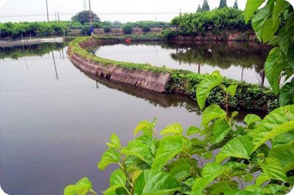一塘清是啥