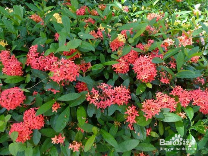 盆栽龙船花的诀窍