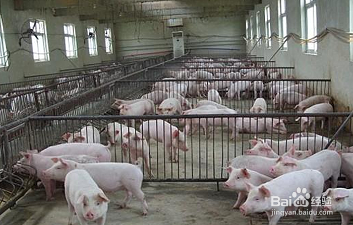 怎么控制良好的养猪环境？