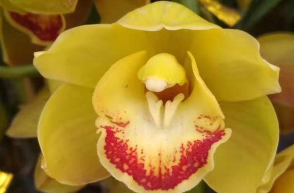 春节花市都卖什么花