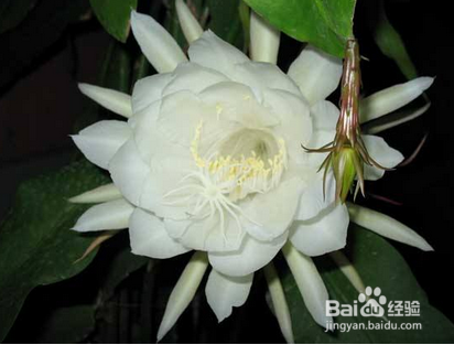 昙花怎么养怎么修剪