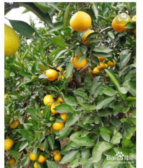 橘子皮有哪些好处