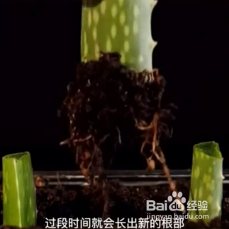 种植的小妙招