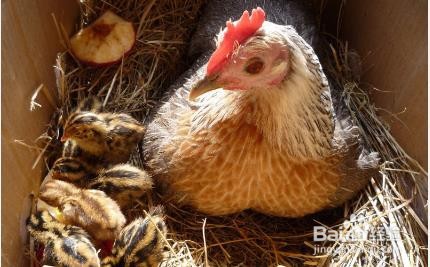 怎么让母鸡抱窝孵小鸡