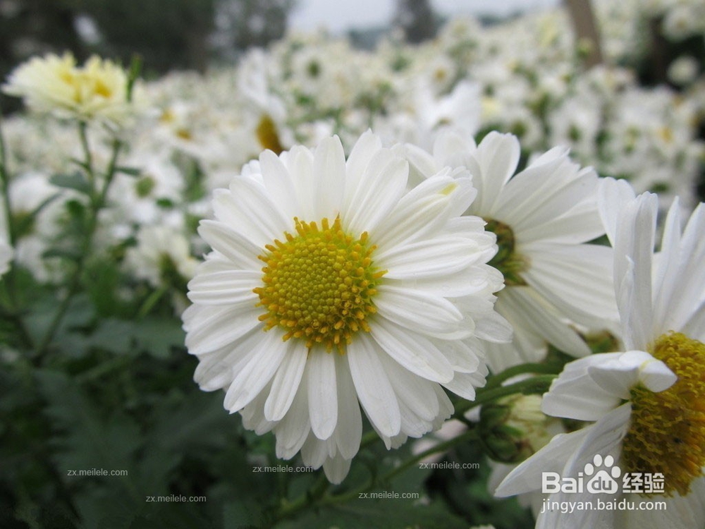 各种花茶作用大全,养颜保健美体