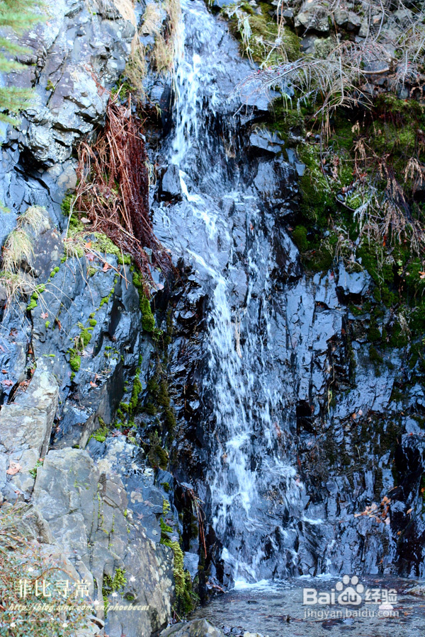 冬天的伊丽莎白女皇公园&发烧(组图)