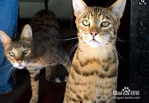 喜欢养猫怎么赚钱