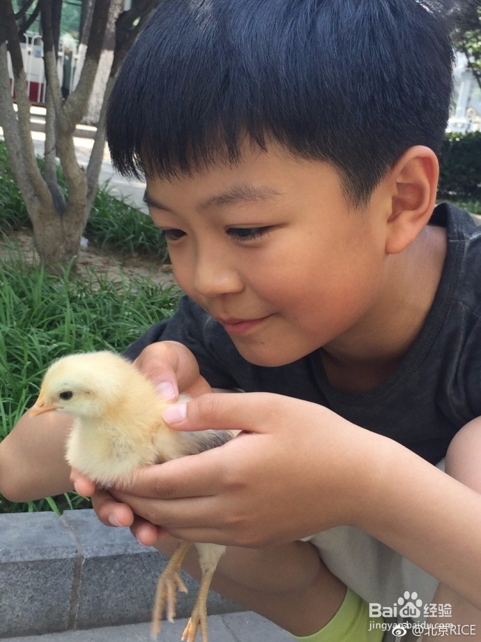 小鸡饲养说明书