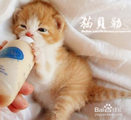 刚出生的猫咪怎么养活