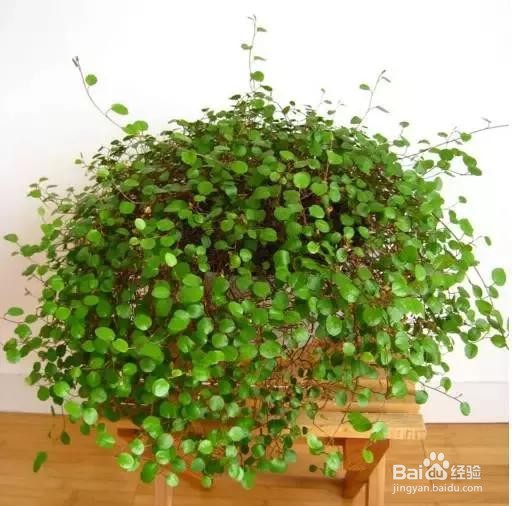 千叶吊兰怎么繁殖