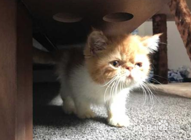 猫咪躲在床底下不出来怎么办